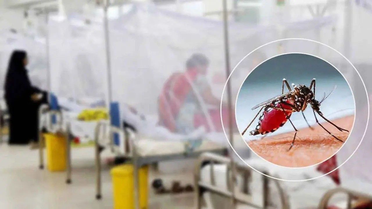 ডেঙ্গুতে আরও ২ মৃত্যু, হাসপাতালে ভর্তি ৯৮৮