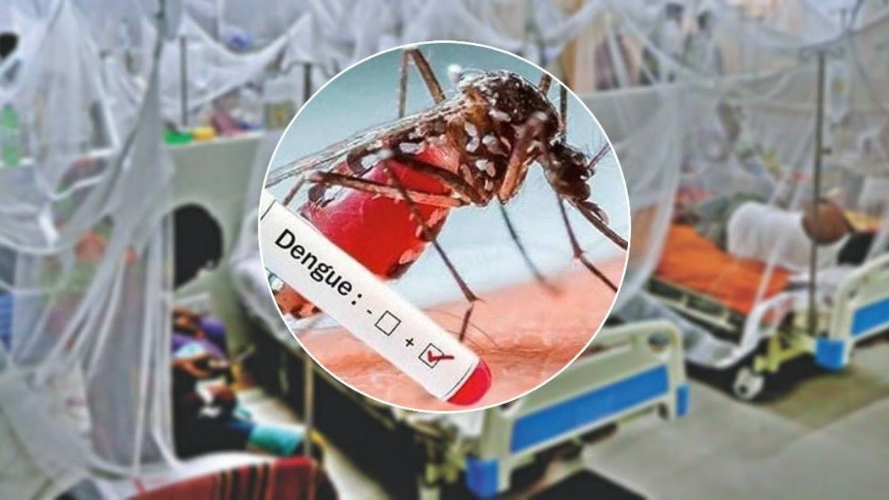 ডেঙ্গুতে আরও ৩ মৃত্যু, হাসপাতালে ভর্তি ১৪৬৩ জন