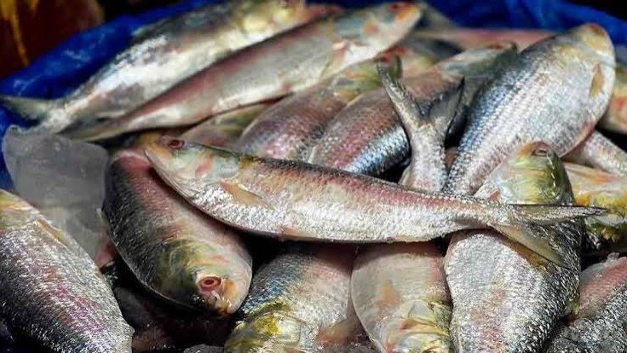 ৮ থেকে ২৯ অক্টোবর ইলিশ আহরণে নিষেধাজ্ঞা