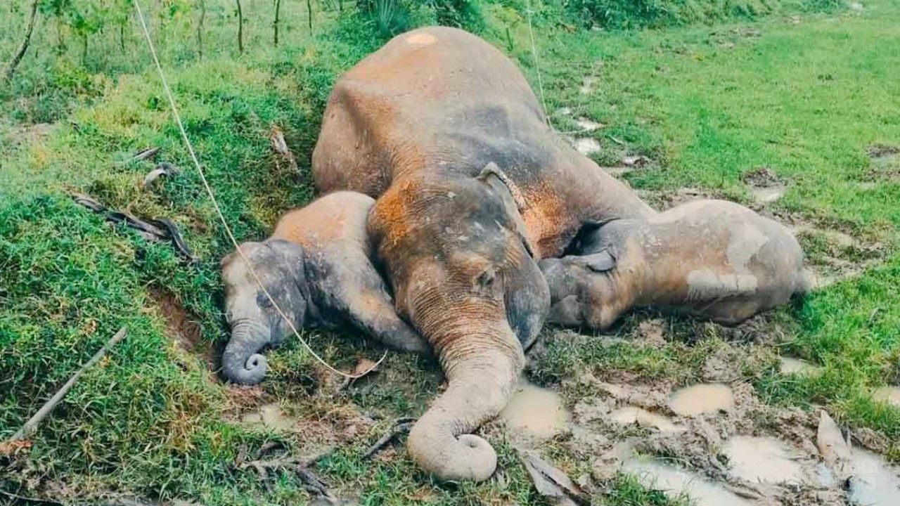 একই মাঠে মিলল মা হাতি ও দুই শাবকের মরদেহ