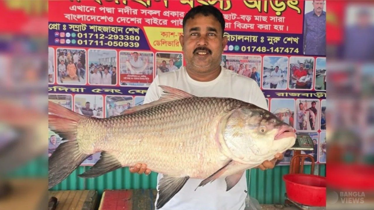 পদ্মায় ধরা পড়ল ২২ কেজির কাতলা, বিক্রি হলো ৫৭ হাজার ২০০ টাকায়
