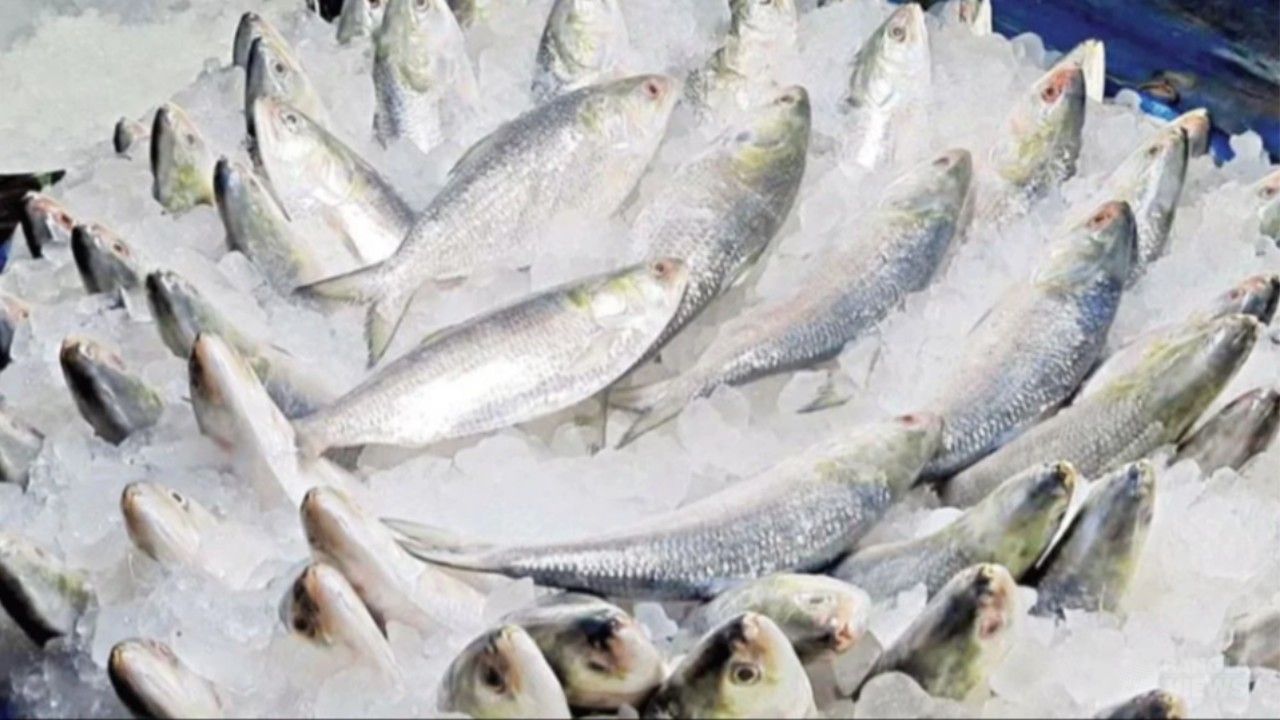 ভারতে ইলিশ রপ্তানি বন্ধে লিগ্যাল নোটিশ