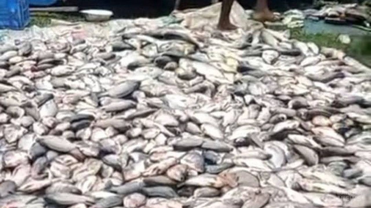 বিক্রির আগের দিন ৩৫-৪০ লাখ টাকার মাছ হঠাৎ মৃত্যু