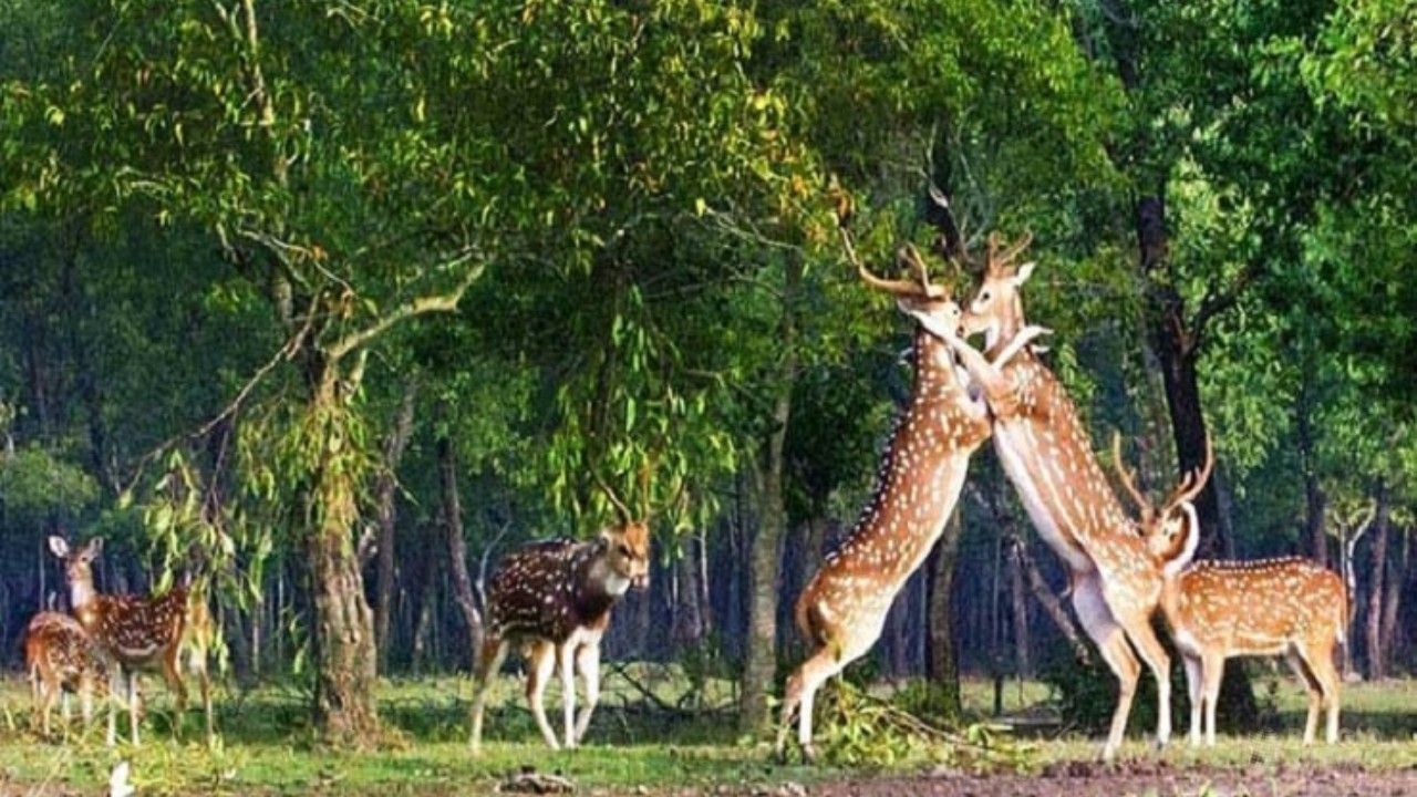 ৫২ বছরে পর্যবেক্ষণকৃত বন্যপ্রাণীর জনসংখ্যা কমেছে ৭৩ শতাংশ