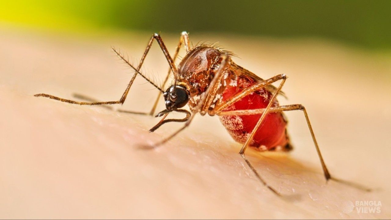 ডেঙ্গুতে ২৪ ঘণ্টায় ৪ মৃত্যু, হাসপাতালে ভর্তি সর্বোচ্চ