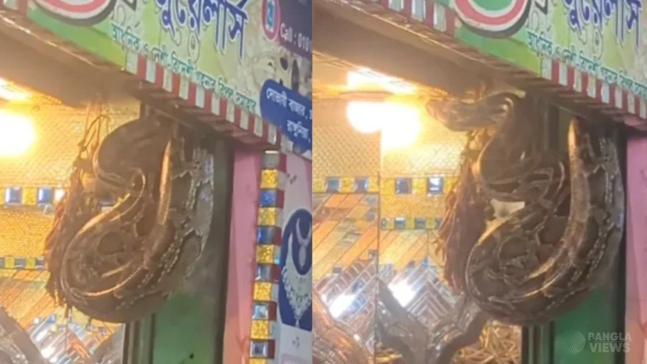চট্টগ্রামে সোনার দোকানে ১৪ ফুট লম্বা অজগর